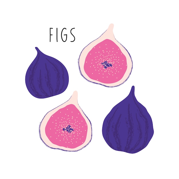 Hand-drawn ripe figs in a cut.