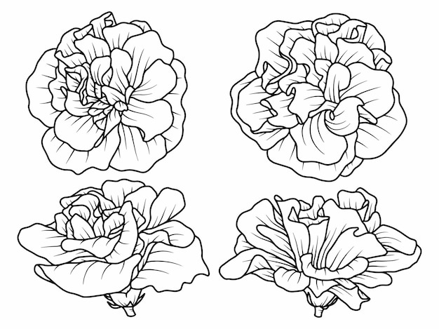 Hand drawn Rose flower sketch line art illustration set