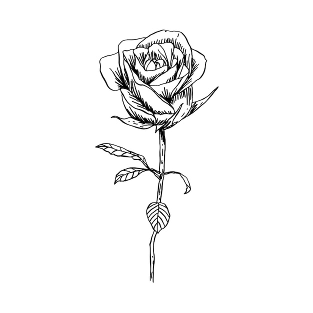 hand drawn rose flowers tattoo vector illustration