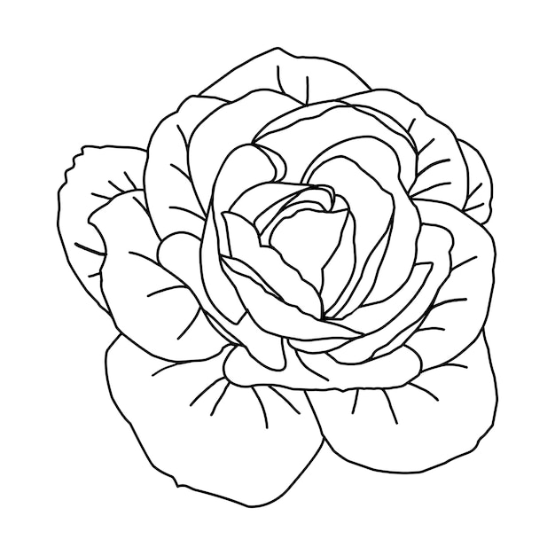 Hand drawn roses head in line art for packaging social media post cover banner creative post