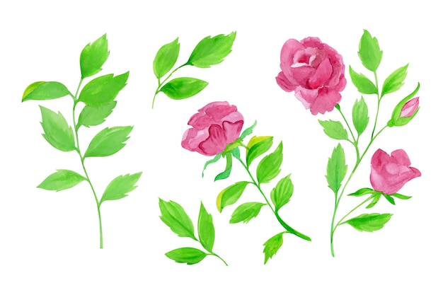 Hand drawn roses and leaves set illustration hand drawn watercolor vector illustration