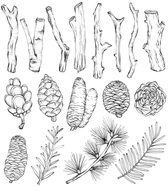 Hand drawn rustic Natural set of forest branches and cones vector elements Black and white