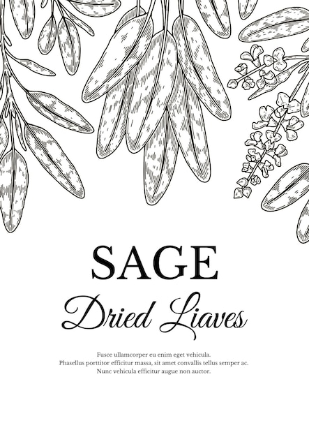 Hand drawn sage design. Vector illustration in sketch style