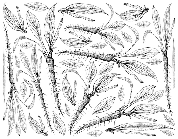 Hand Drawn of Scorzonera on White Background