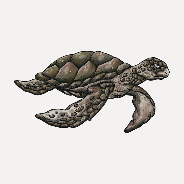 Hand drawn sea turtle illustration