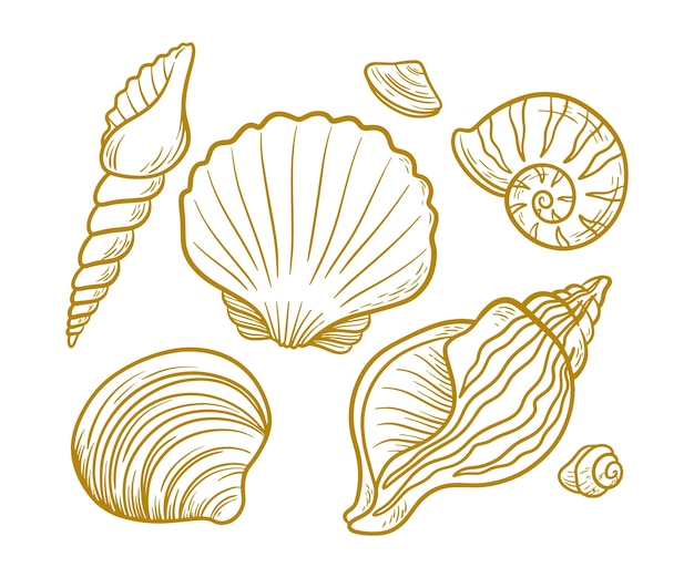 Hand drawn seashell outline illustration