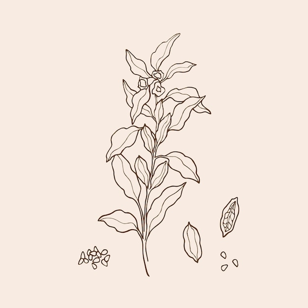 Hand drawn sesame plant illustration