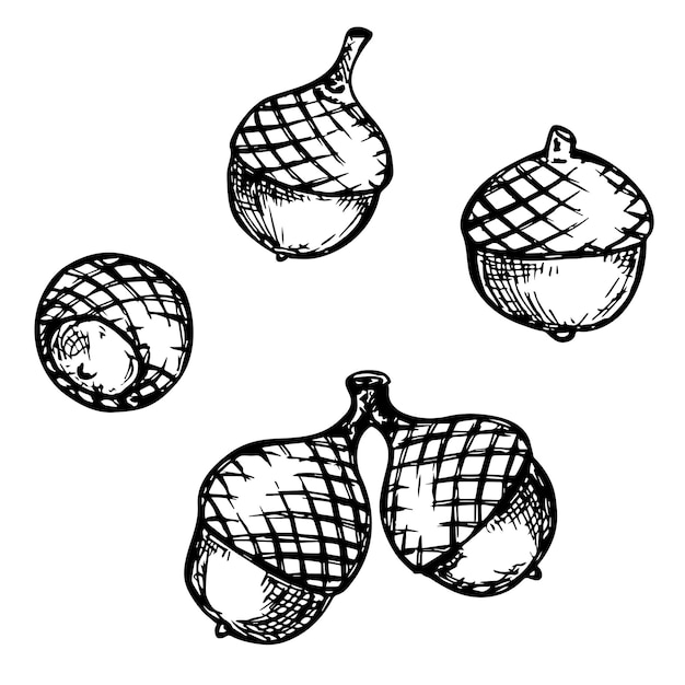 Hand drawn set of acorn illustration for print web design decor Autumn botany sketch