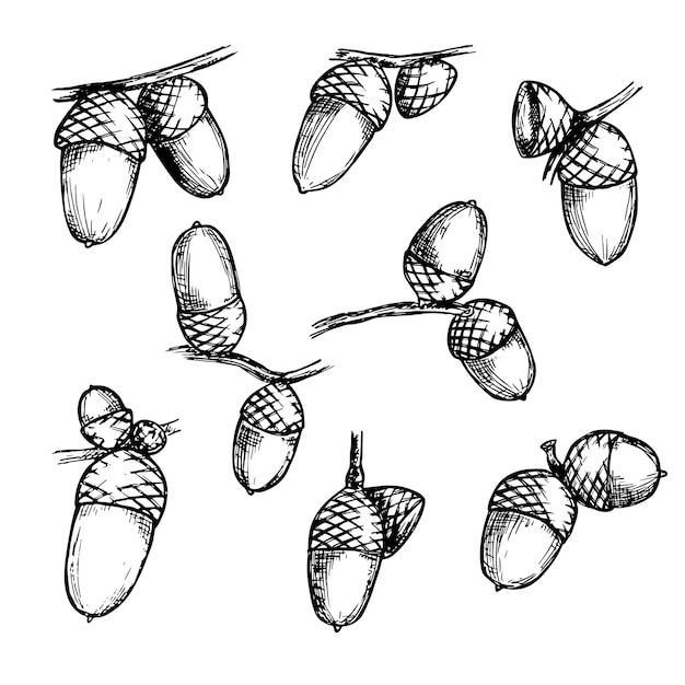 Hand drawn set of acorn illustration for print web design decor Autumn botany sketch