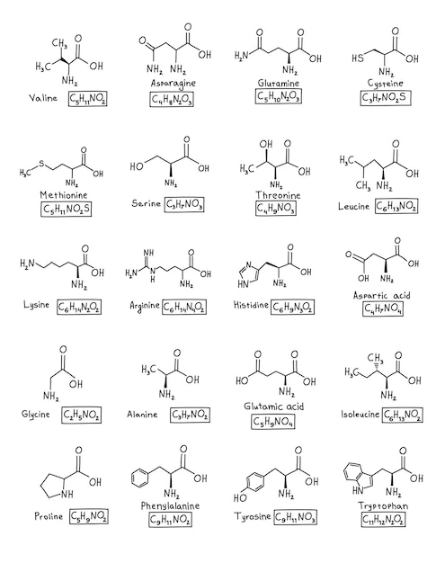 Vector hand drawn set chemical molecular formula of amino acids in doodle style isolated.