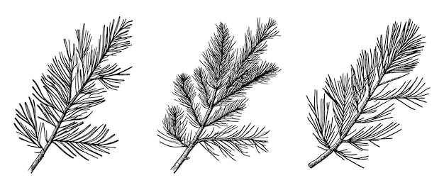 Hand drawn set of fir branches