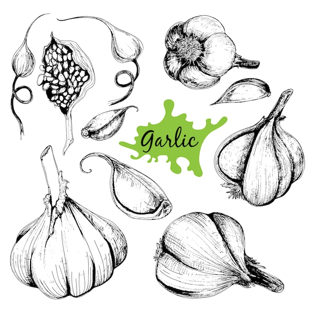 hand drawn set of garlic.