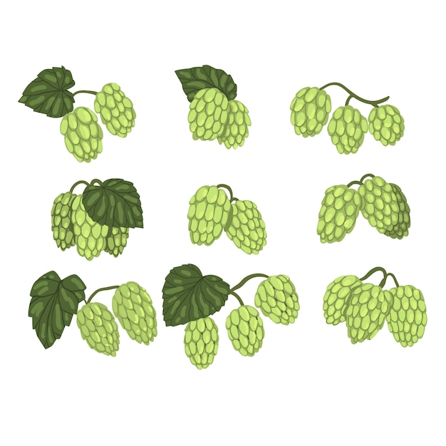 Hand drawn  set of green hops branches with leaves.