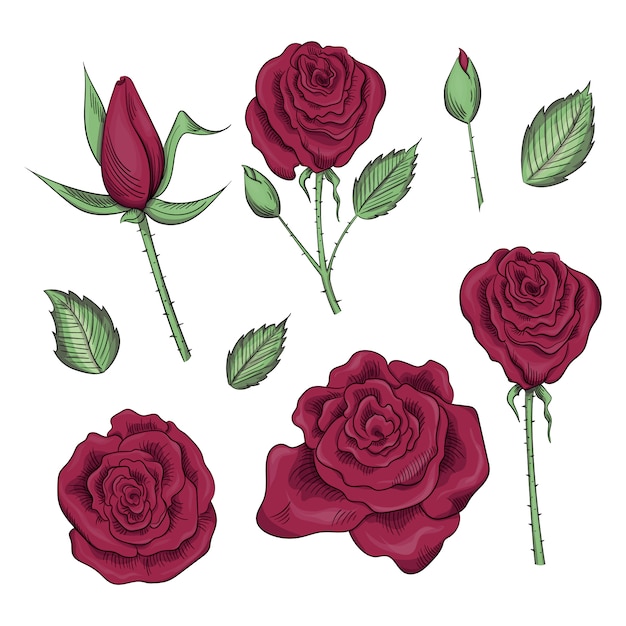 Hand drawn set of roses, rose buds and leaves