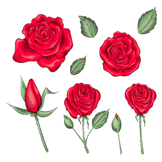 Hand drawn set of roses, rose buds and leaves