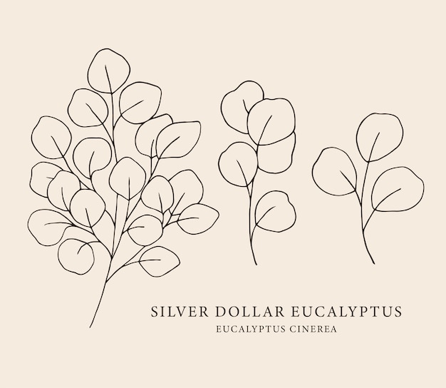 Hand drawn silver dollar eucalyptus illustration