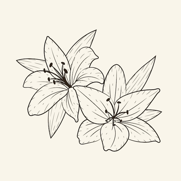 Hand drawn simple flower outline illustration