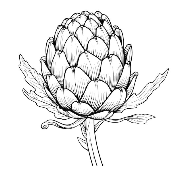 Hand Drawn Sketch Artichoke Illustration