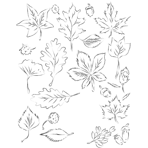 Hand Drawn Sketch of Autumn Leaf Collection