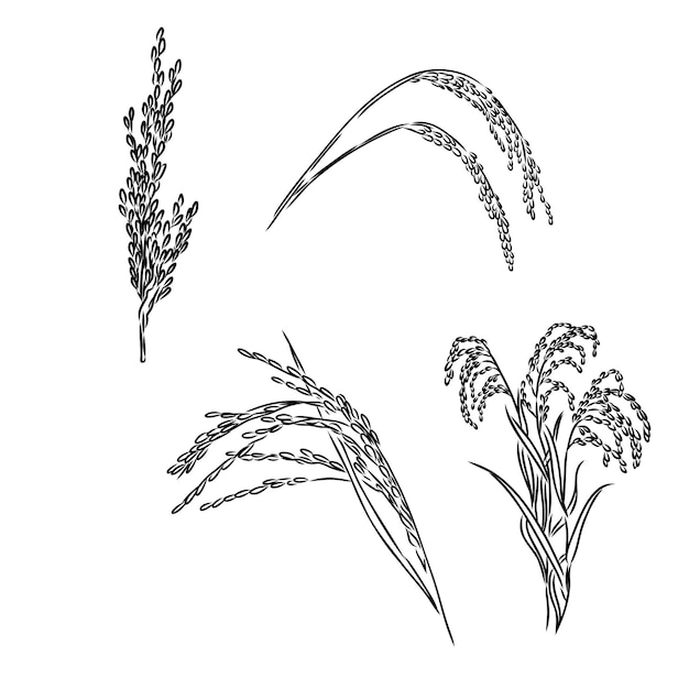 Hand drawn sketch black and white of rice ear leaf grain vector illustration elements in graphic sty