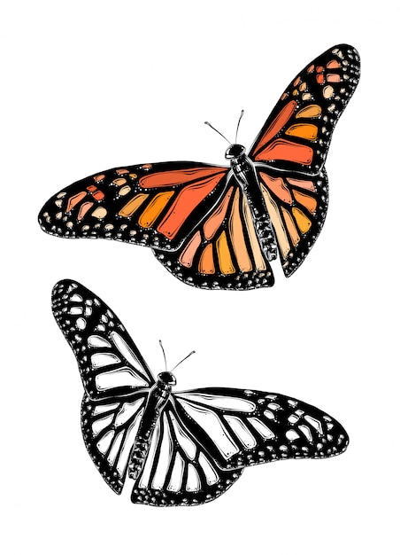 Hand drawn sketch of butterfly in color. Isolated 