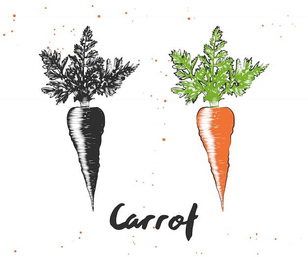 Hand drawn sketch of carrot