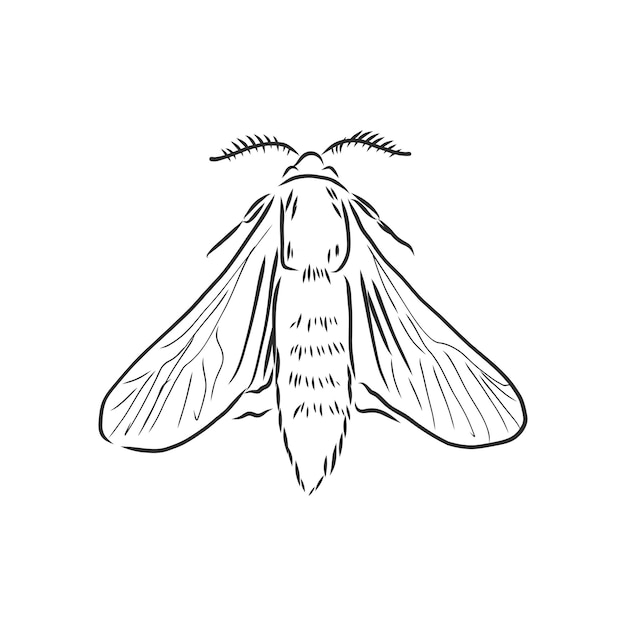 Hand drawn, sketch, cartoon illustration of moth. moth moth vector sketch illustration