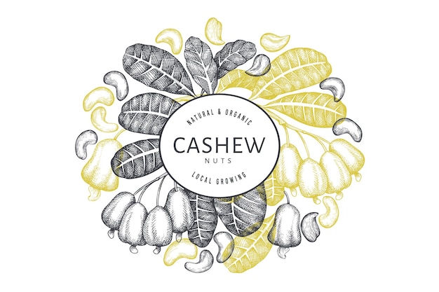 Hand drawn sketch cashew design template. Organic food  illustration on white background.