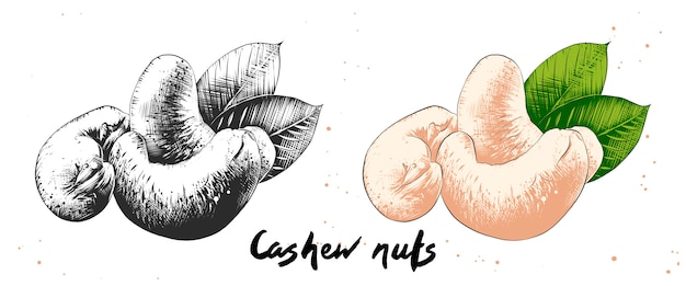 Hand drawn sketch of cashew nuts 