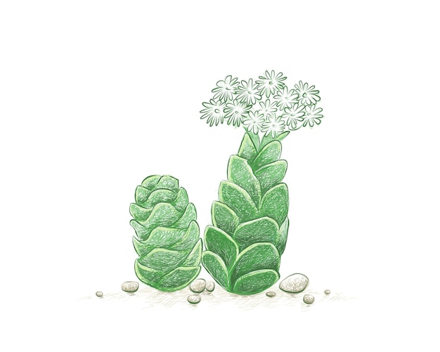 Hand Drawn Sketch of Crassula Barklyi Succulents Plant