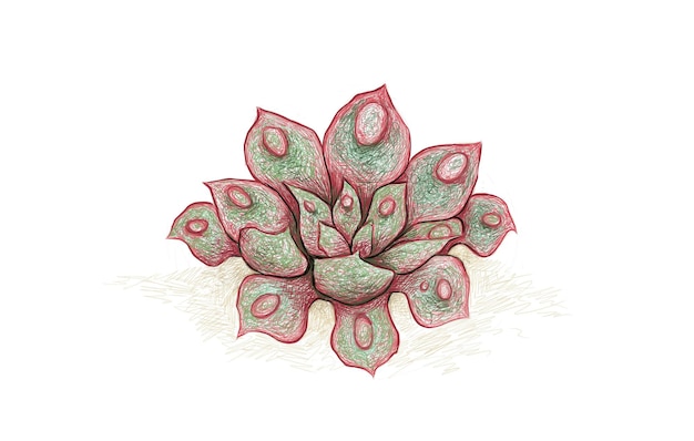 Hand Drawn Sketch of Echeveria Raindrop Succulent