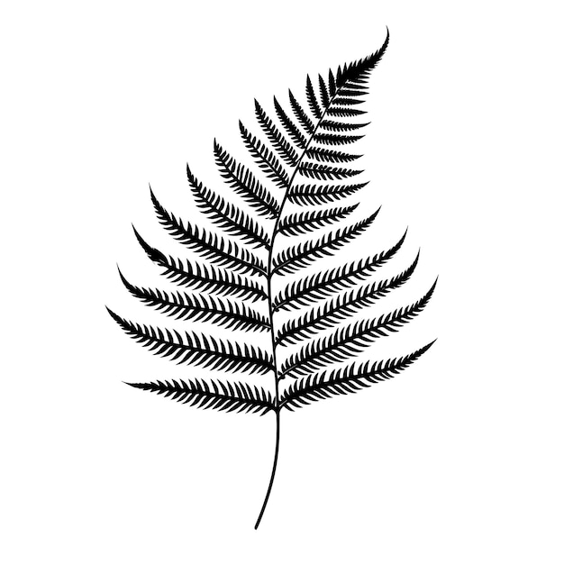 Vector hand drawn sketch fern leaf illustration