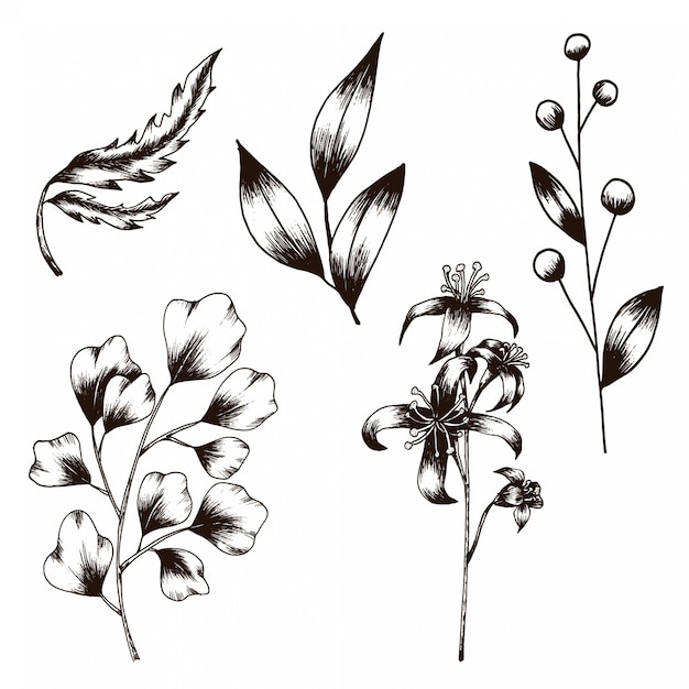 Hand Drawn sketch of Flower and Leaf Vintage Style collection