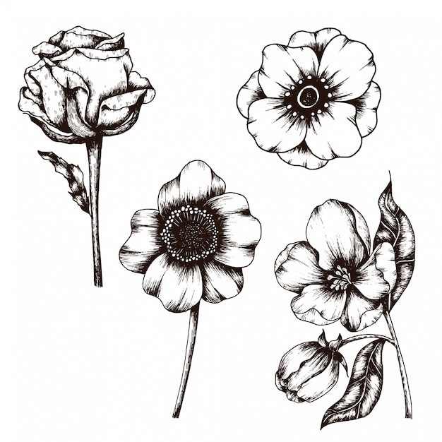 Hand Drawn sketch of Flower Vintage Style collection