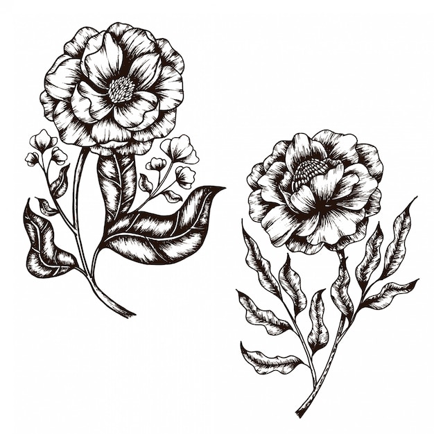 Hand Drawn sketch of Flower Vintage Style collection