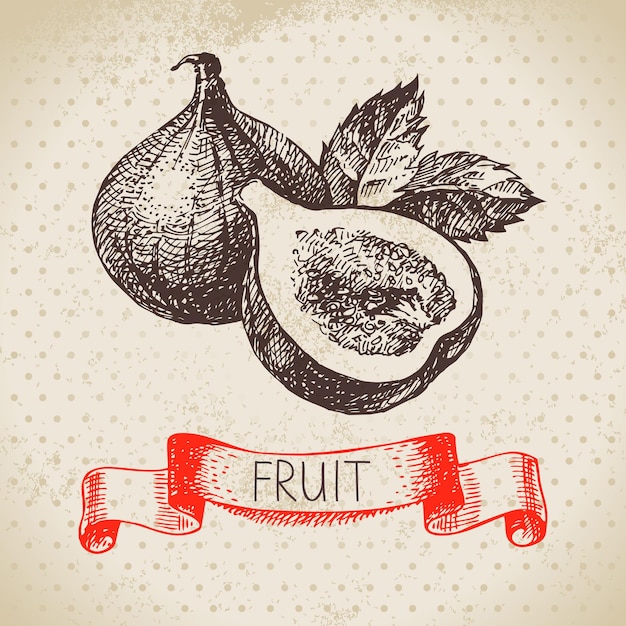 Hand drawn sketch fruit fig Eco food background Vector illustration