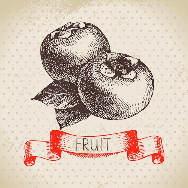 Hand drawn sketch fruit persimmon Eco food background Vector illustrationx9