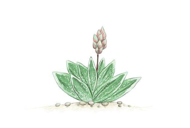 Hand Drawn Sketch of Gasteraloe or Green Ice Succulent