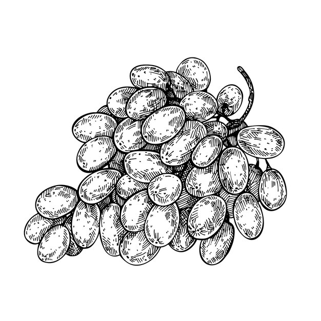 Vector hand drawn sketch of grape bunch. ink bunch grapes