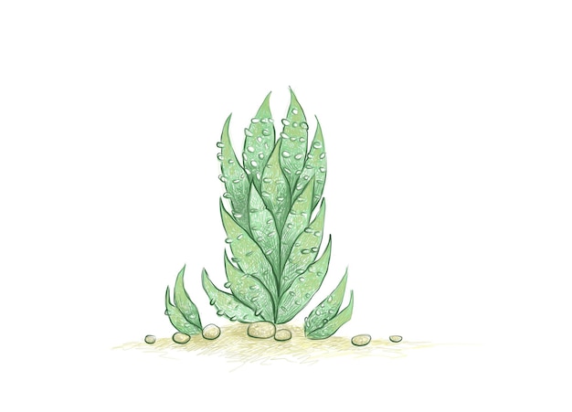 Hand Drawn Sketch of Haworthia Reinwardtii Succulent Plant