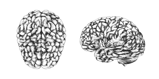 Hand drawn sketch of human brain in monochrome 