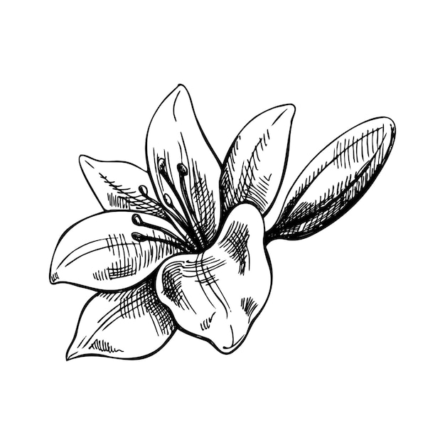 Hand drawn sketch illustration of lily Vector tattoo as design element in Vintage style