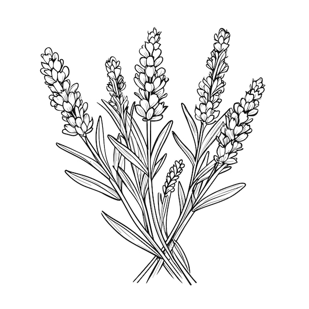 Vector hand drawn sketch lavender flower illustration