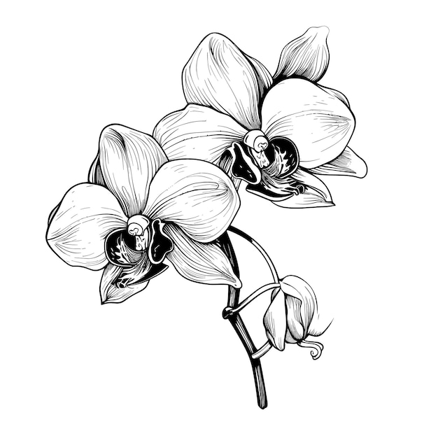 Hand Drawn Sketch Orchid Flower Illustration