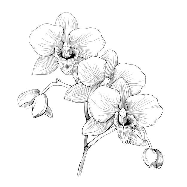 Vector hand drawn sketch orchid flower illustration