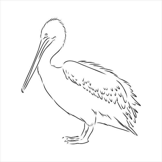 Vector hand drawn sketch of pelican pelican bird vector