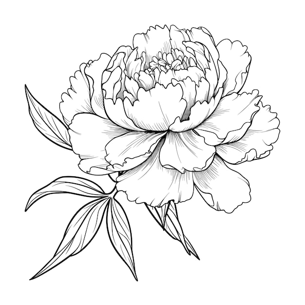 Vector hand drawn sketch peony flower illustration