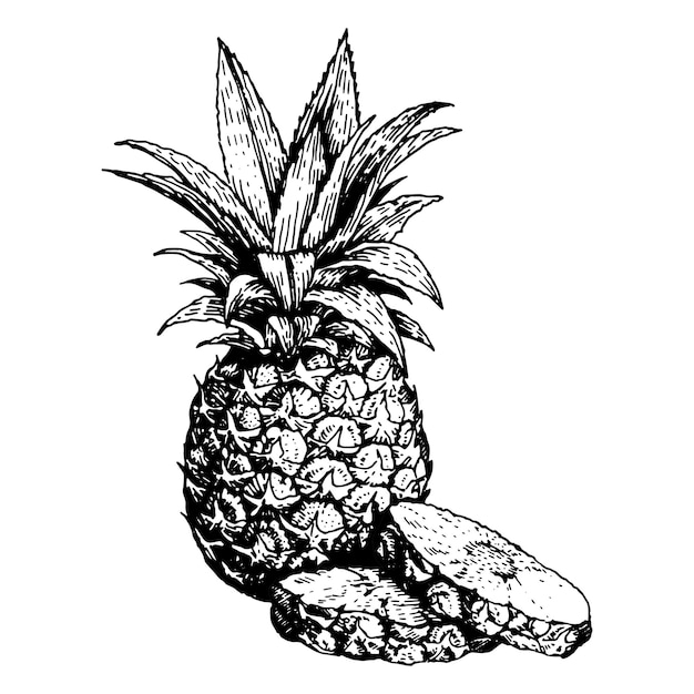 Hand drawn sketch pineapple and sliced pieces