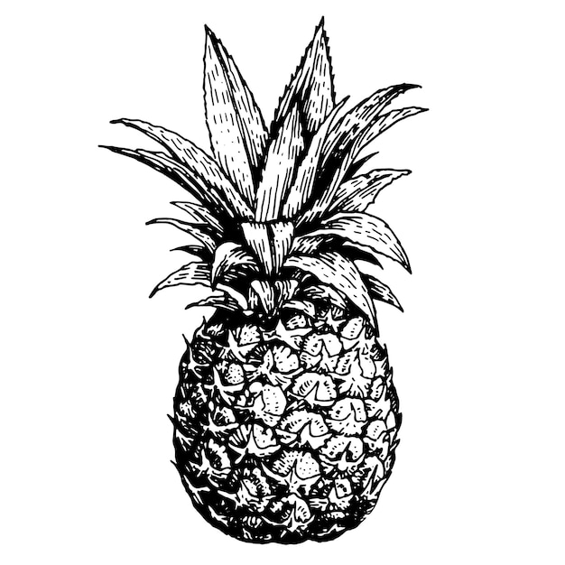 Hand drawn sketch pineapple Tropical summer fruit