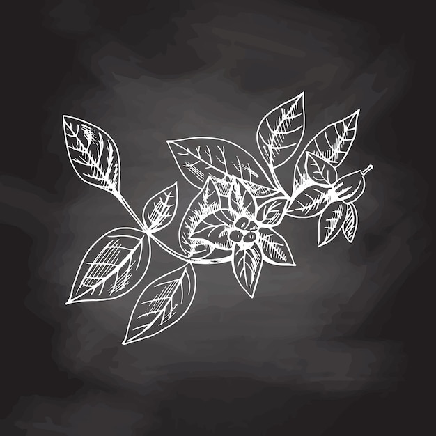 Hand drawn sketch of potato flowers, White sketch isolated on black chalkboard, Eco food vintage